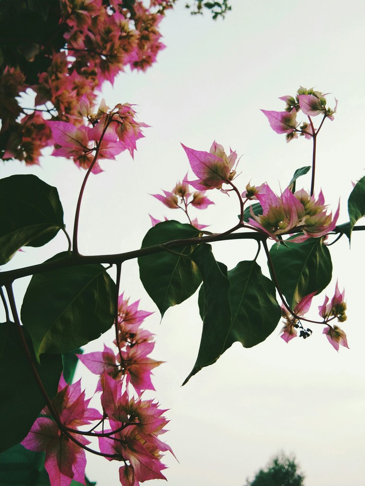 paper flowers