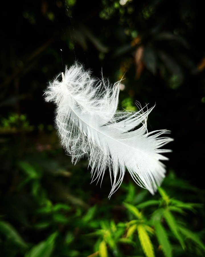 feather