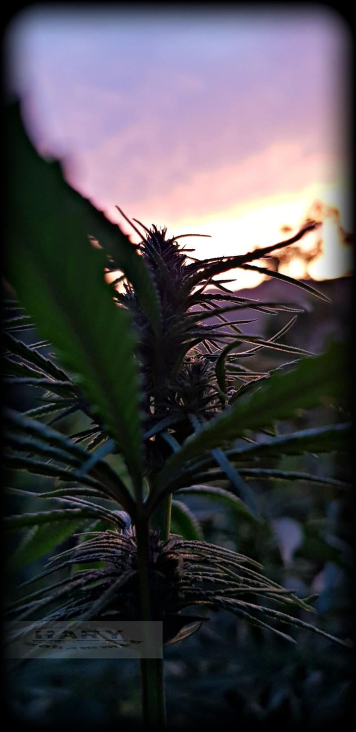 Indian hemp is cultivated in the Rif Mountains in Morocco