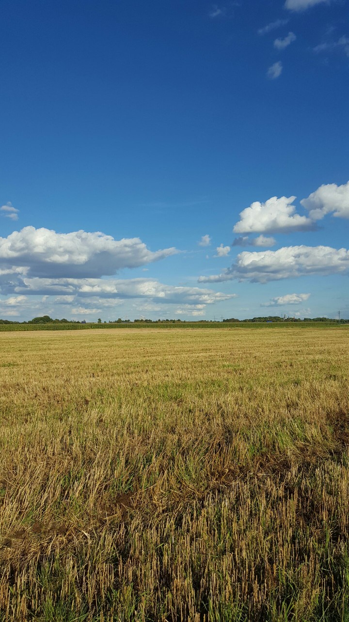 field