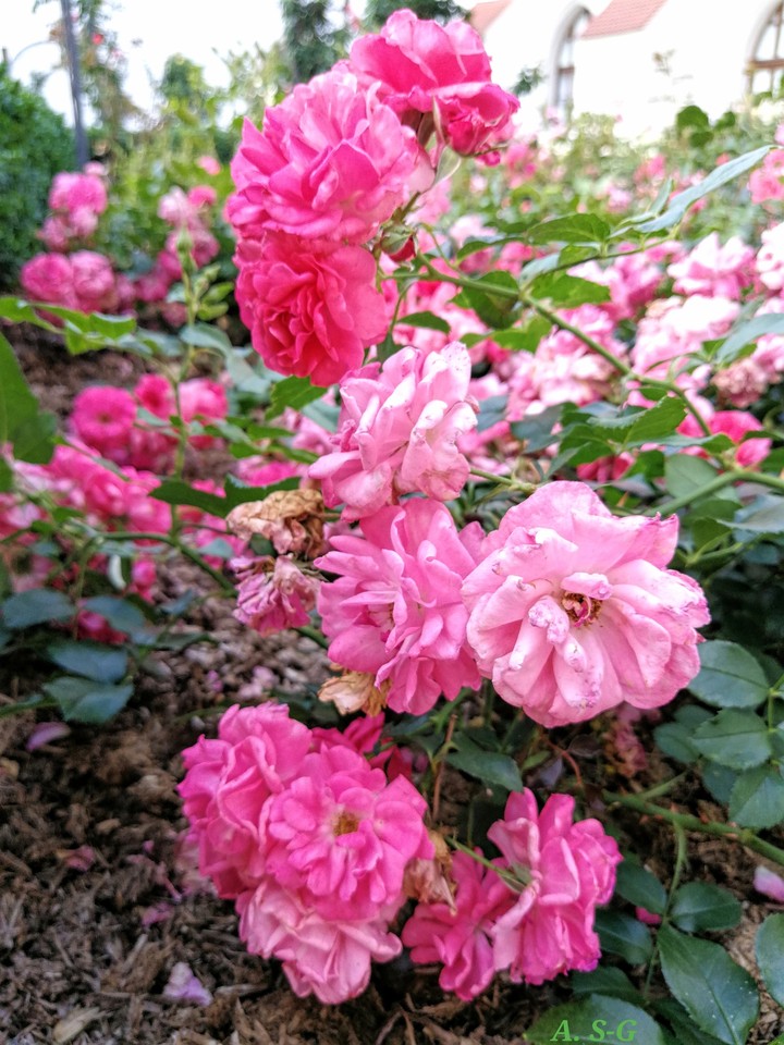 Rosen