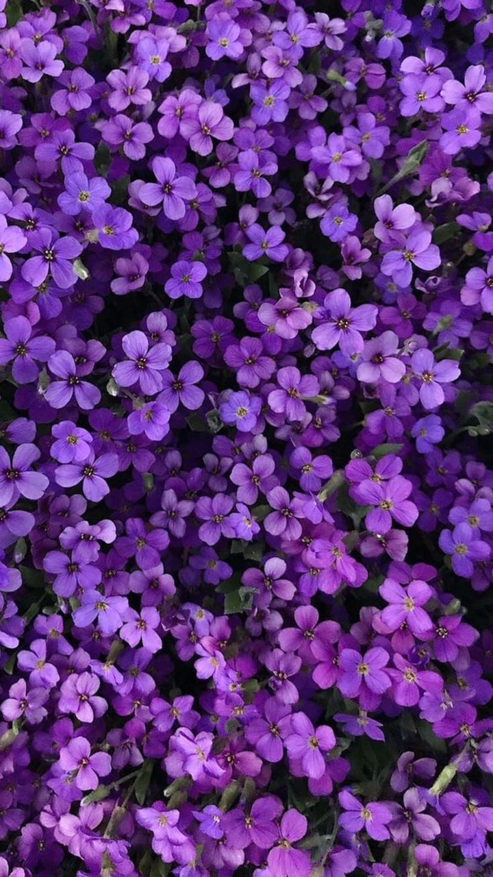 цветыы