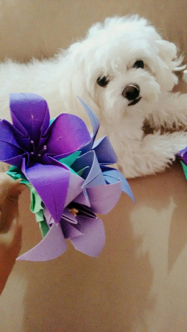 Floquinho