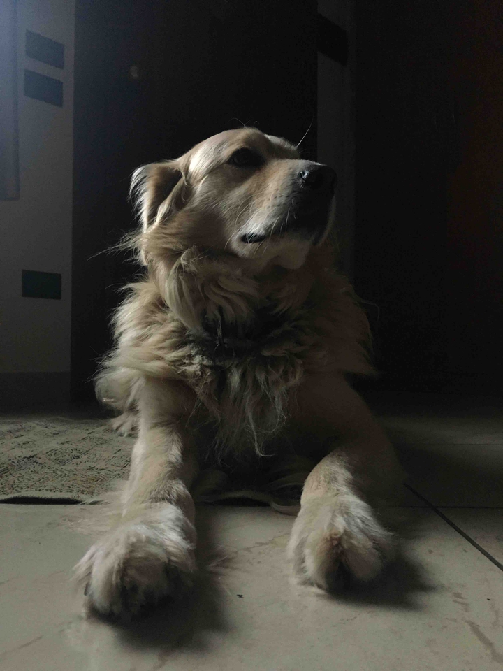 magic buddie