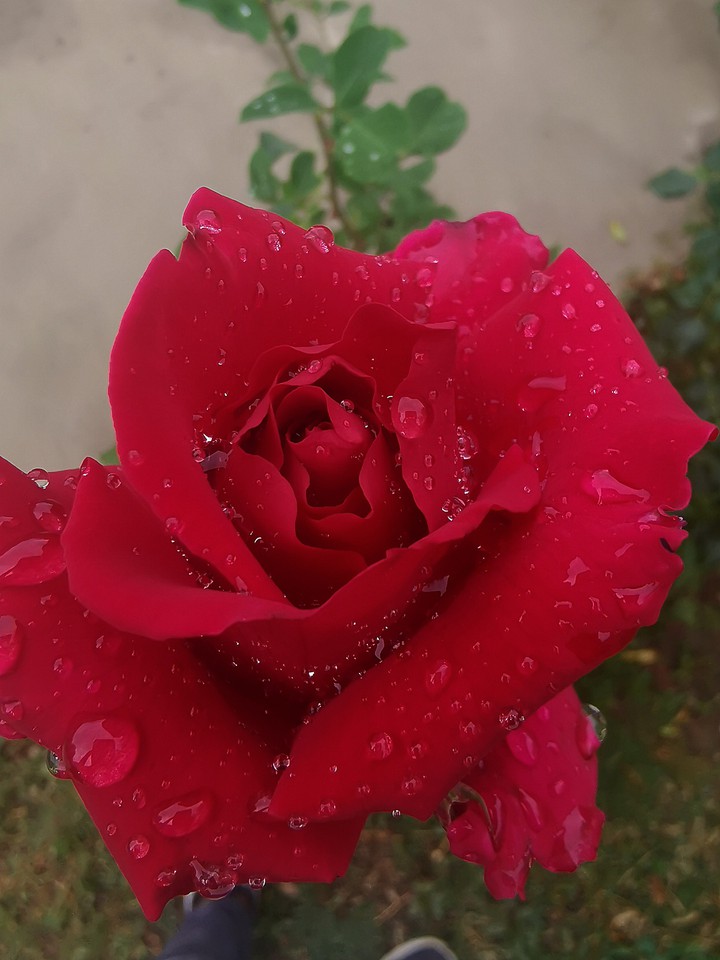 roses