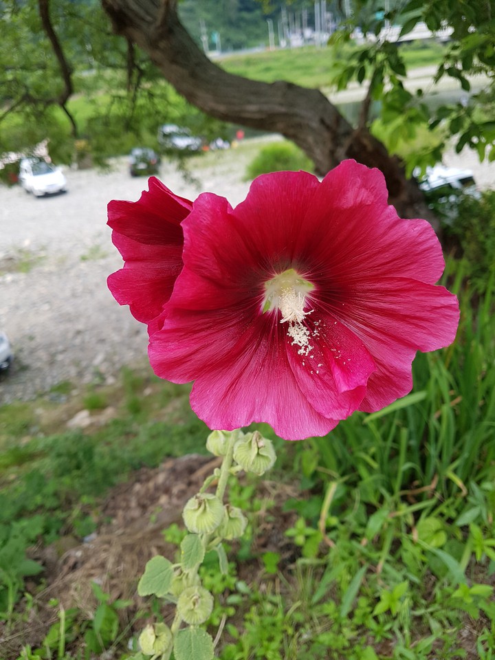 접시꽃