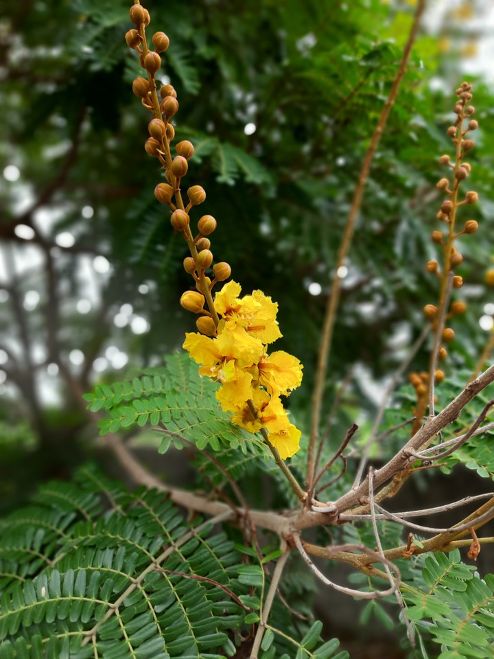 yellow  flowers