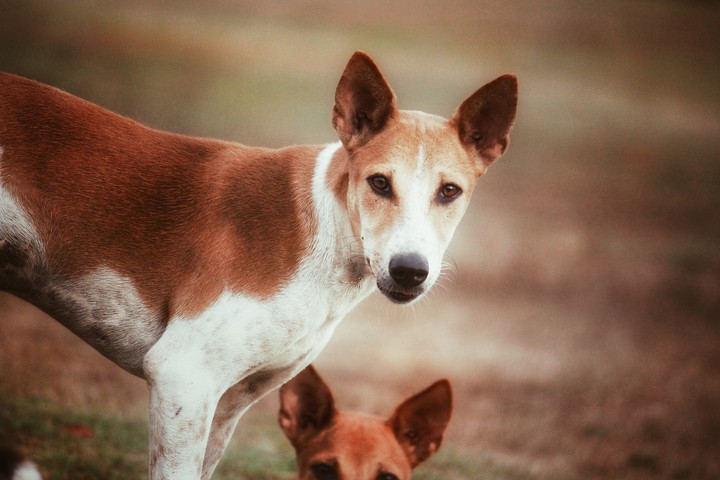 animallove
