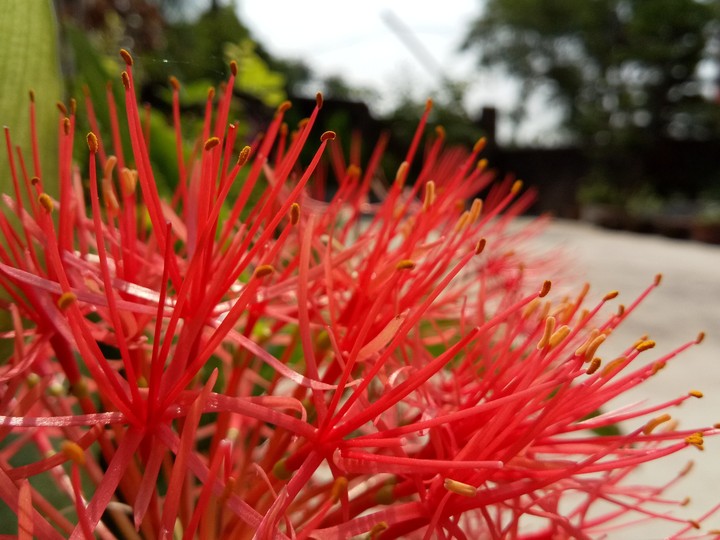 Garden Flower