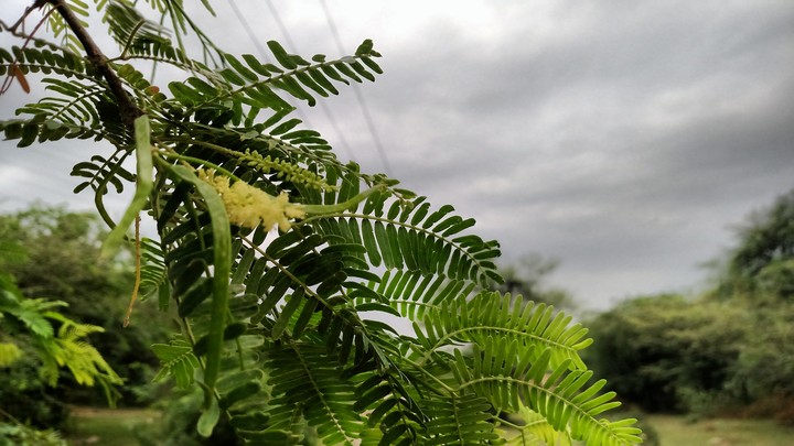 nature