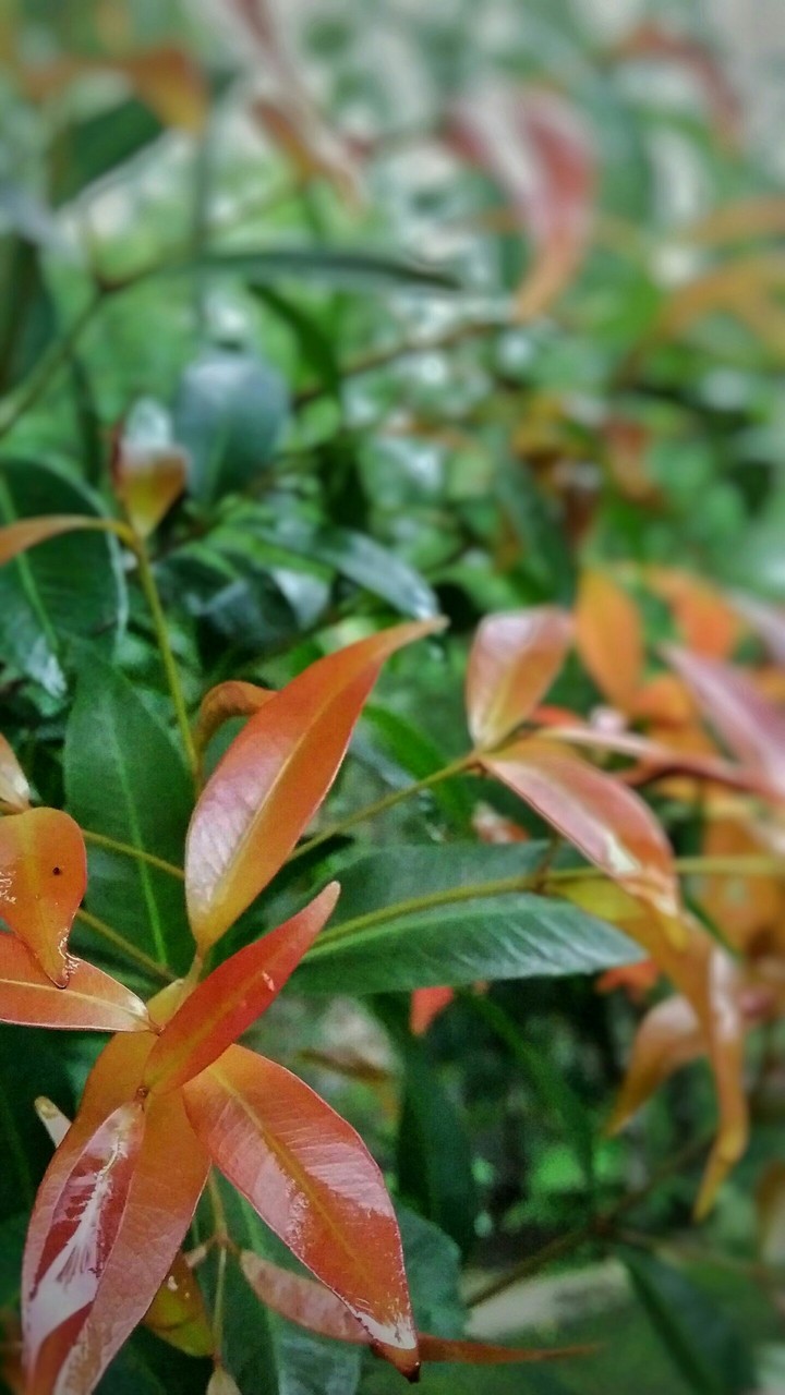 leaf