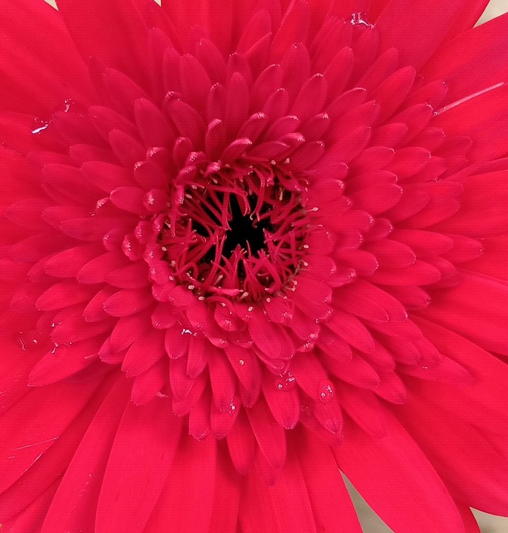 dark red