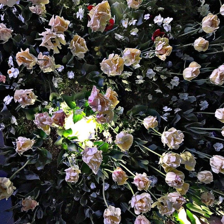 #flower#light#beautiful