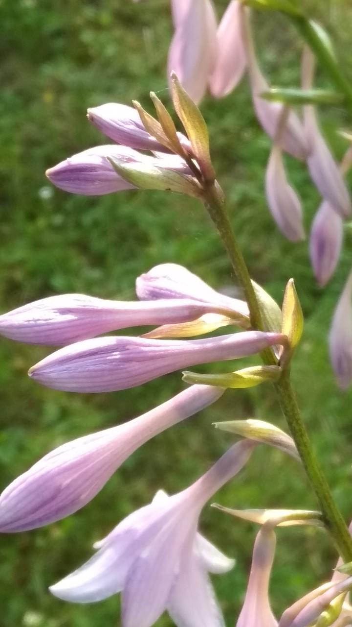 fiolet