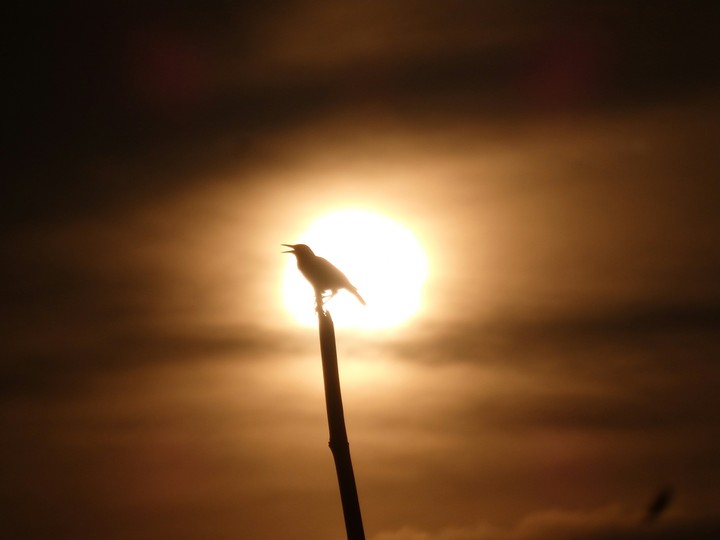 Crow