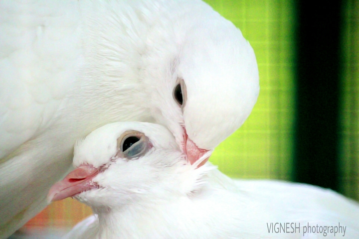 dove