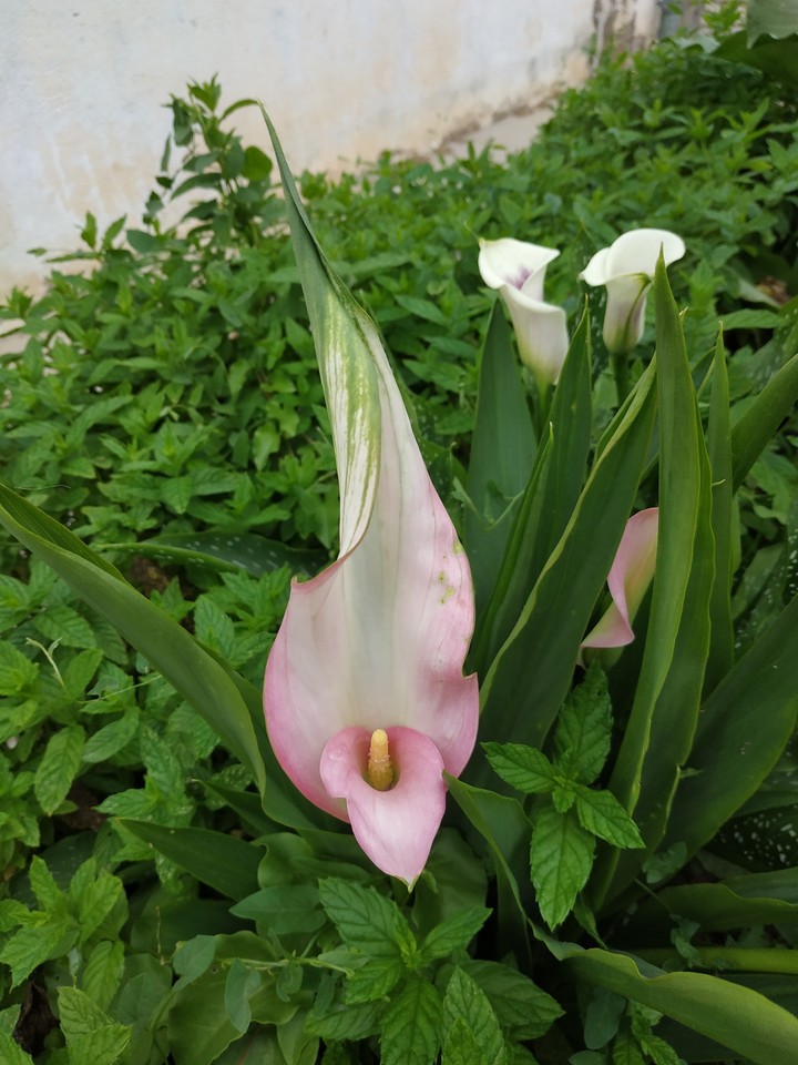 Callas fleurs