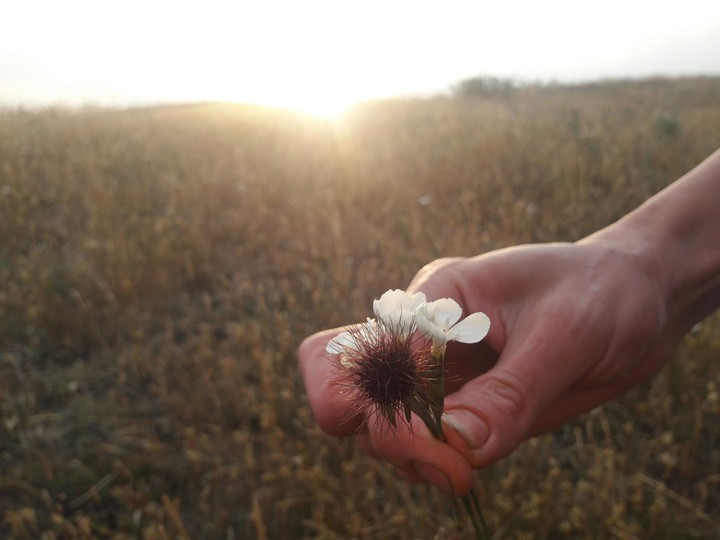 flower
