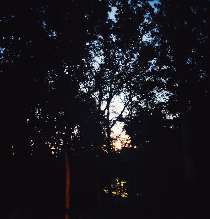 Through the trees