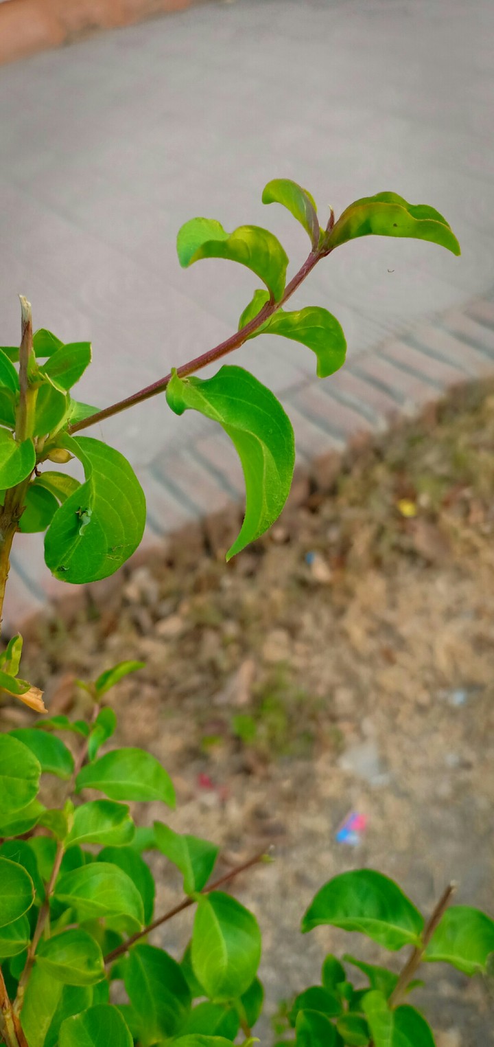 Nature Photography