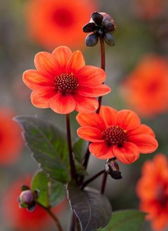 Orange flowers.