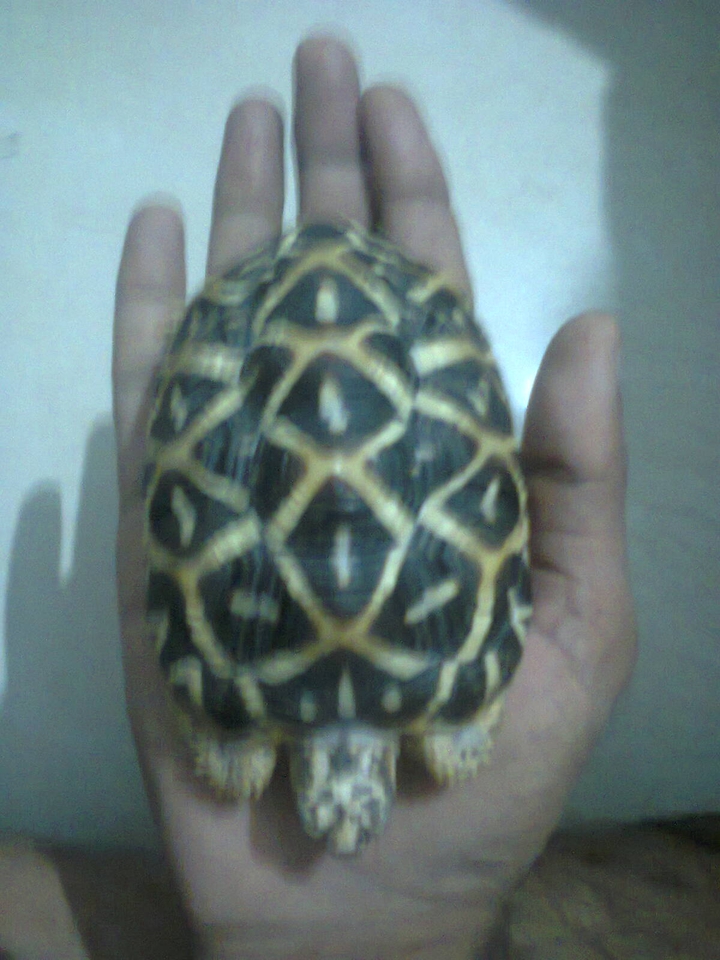 Turttle