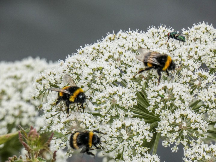 Bee