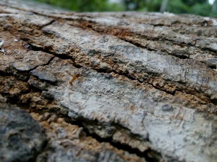 Wood