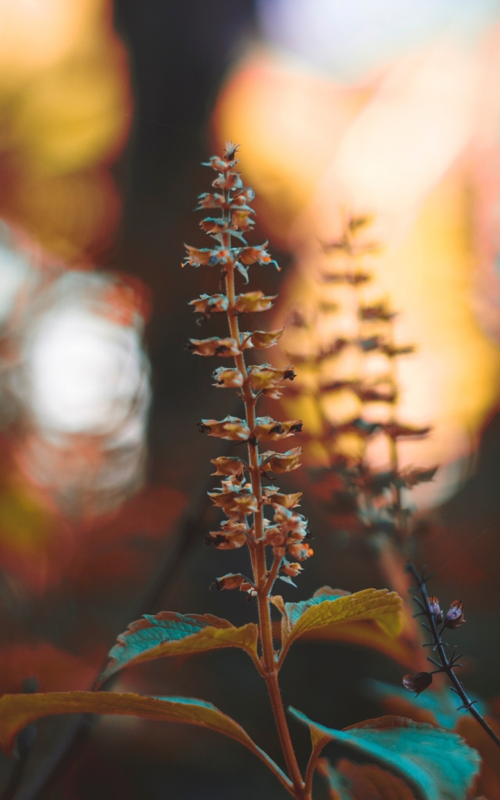 plant