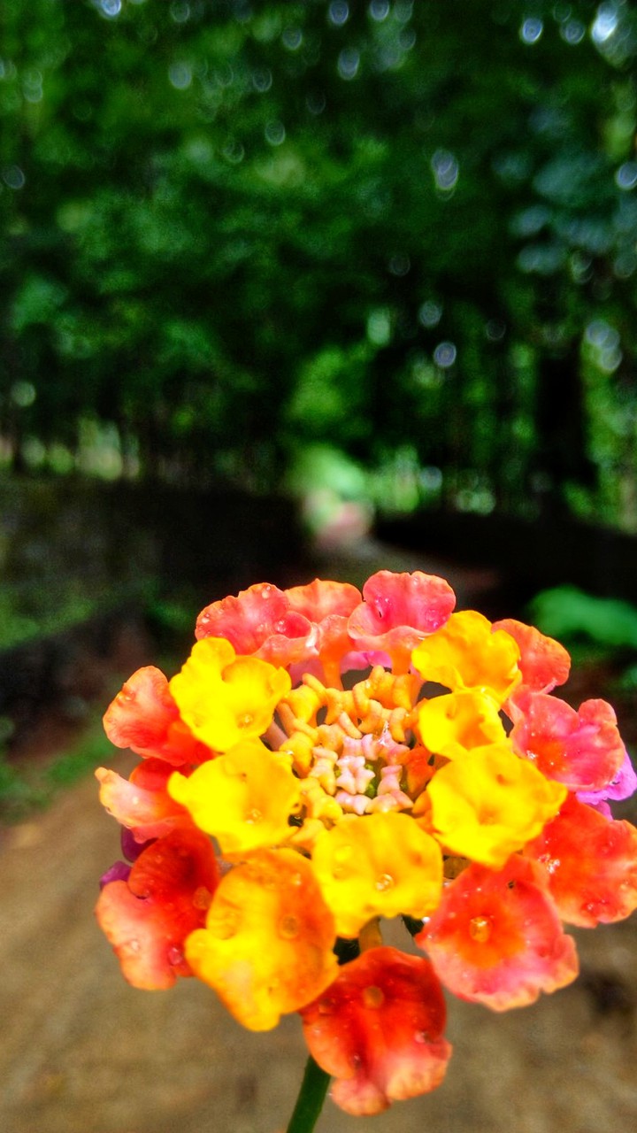 flower