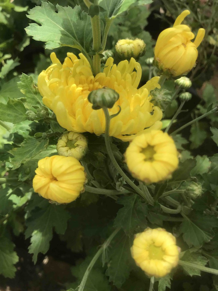 Yellow ?