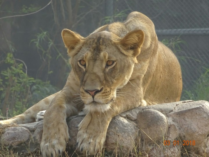 lion