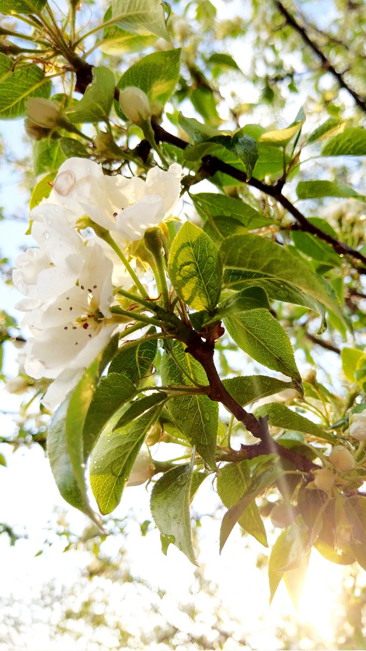 After the rain