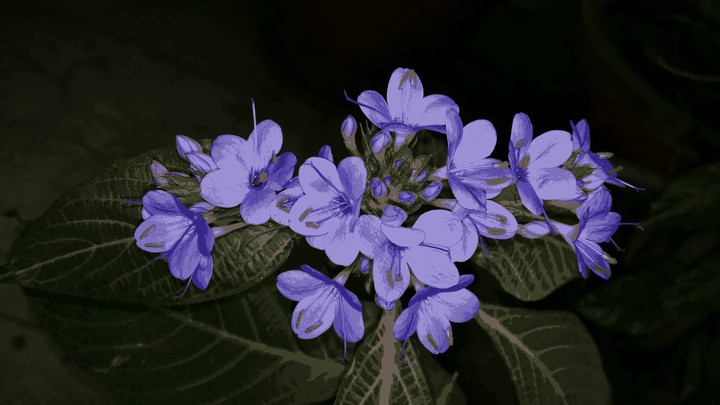 Purple Orchid