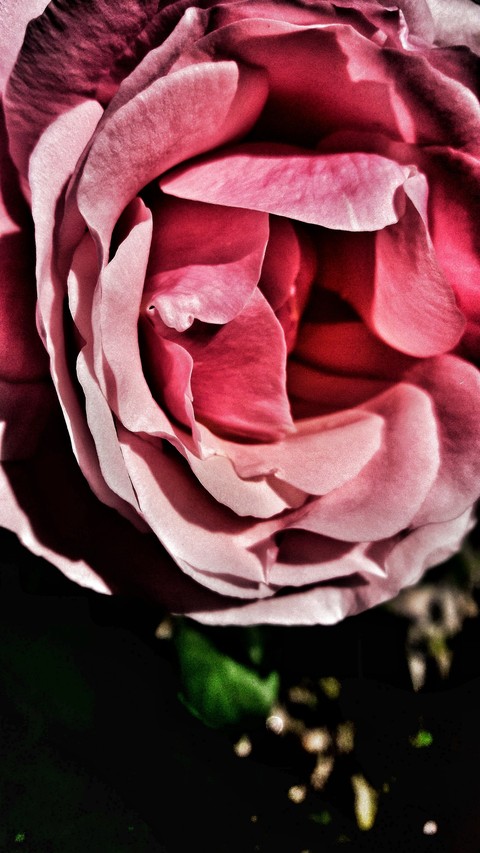 Rose