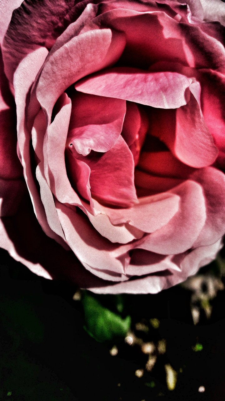 Rose