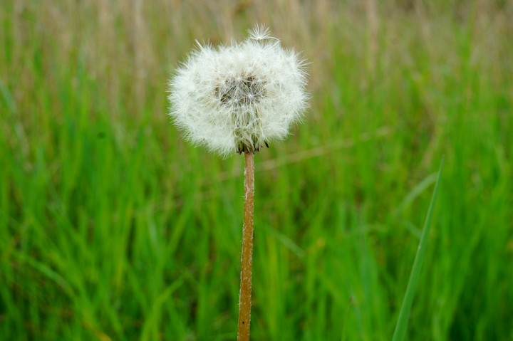 dandelion