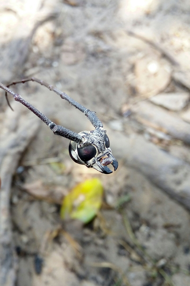 ant head..