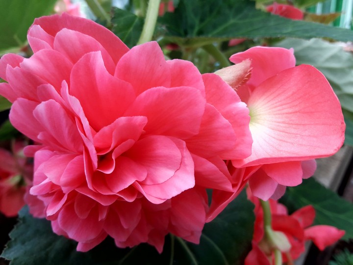 HILLY FLOWER...