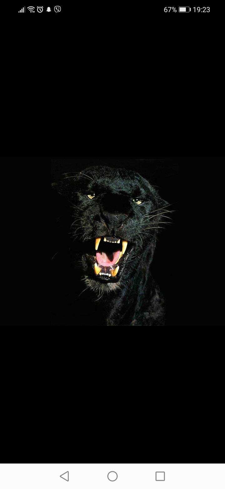 black panter