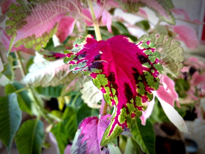 leaf