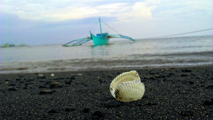 Shell on Beach.