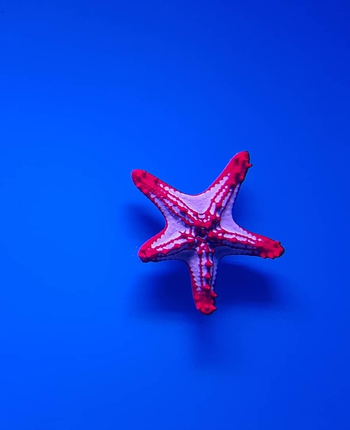 this is a starfish