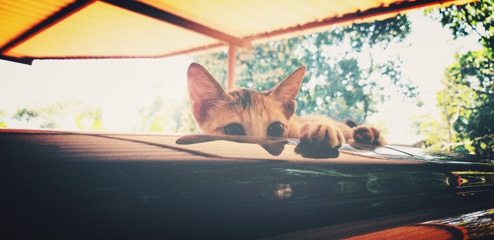 cette photo est très mignon