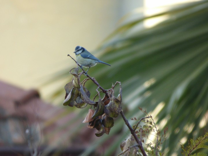 Wild bird (blue tit)