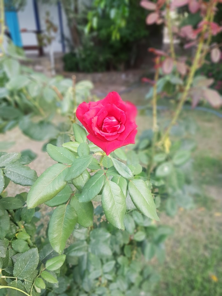 Flower