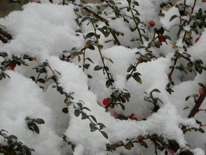 Beautiful Snow ❤