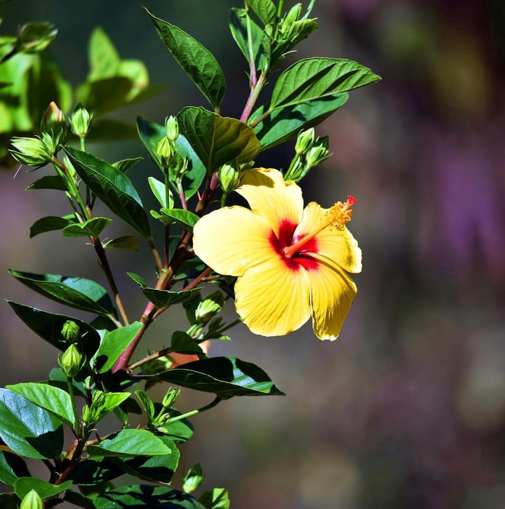 Hibiscus