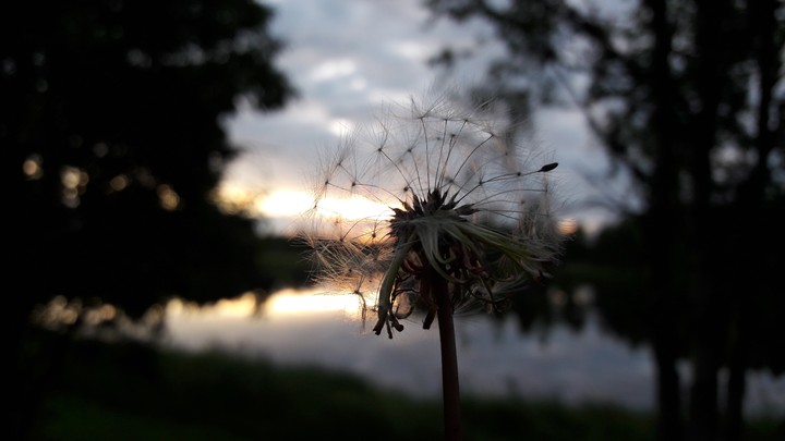 Dandelion