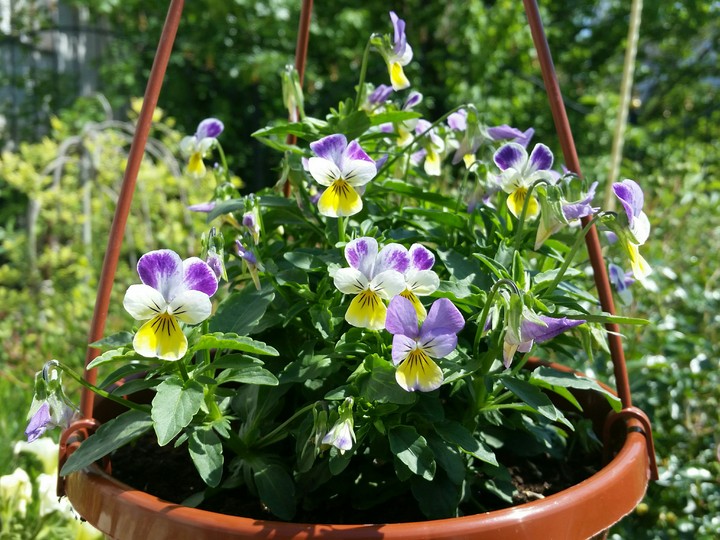 Flowers